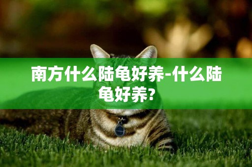 南方什么陸龜好養-什么陸龜好養?