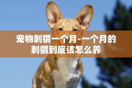 寵物刺猬一個月-一個月的刺猬到底該怎么養