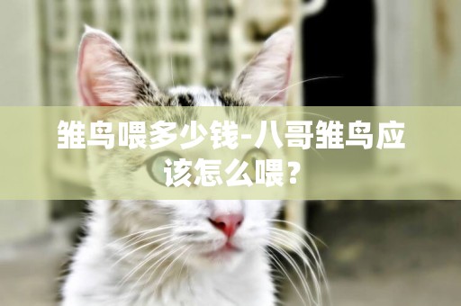 雛鳥喂多少錢-八哥雛鳥應該怎么喂？