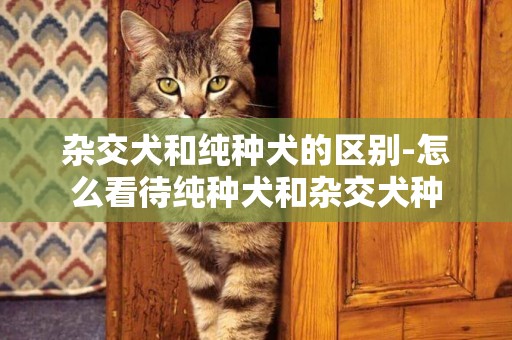 雜交犬和純種犬的區別-怎么看待純種犬和雜交犬種
