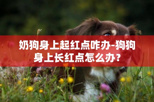 奶狗身上起紅點咋辦-狗狗身上長紅點怎么辦？