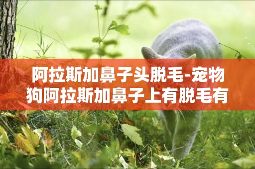 阿拉斯加鼻子頭脫毛-寵物狗阿拉斯加鼻子上有脫毛有圖片，幫看看時什么病。