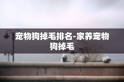 寵物狗掉毛排名-家養寵物狗掉毛