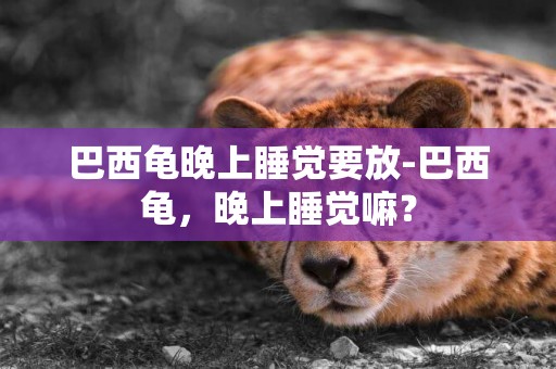 巴西龜晚上睡覺要放-巴西龜，晚上睡覺嘛？