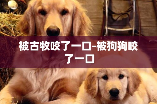 被古牧咬了一口-被狗狗咬了一口