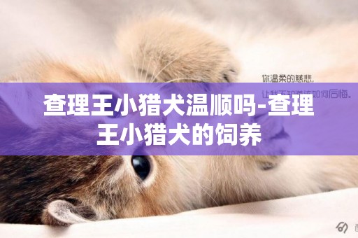 查理王小獵犬溫順嗎-查理王小獵犬的飼養