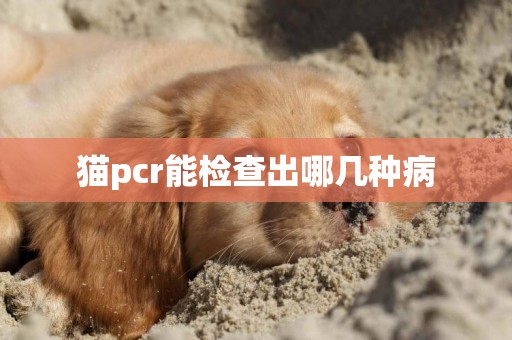 貓pcr能檢查出哪幾種病