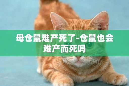 母倉鼠難產死了-倉鼠也會難產而死嗎