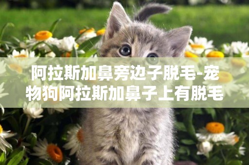 阿拉斯加鼻旁邊子脫毛-寵物狗阿拉斯加鼻子上有脫毛有圖片，幫看看時什么病。