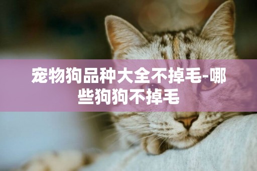 寵物狗品種大全不掉毛-哪些狗狗不掉毛
