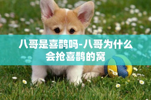八哥是喜鵲嗎-八哥為什么會搶喜鵲的窩
