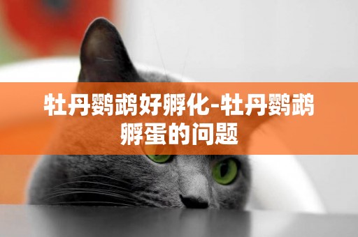 牡丹鸚鵡好孵化-牡丹鸚鵡孵蛋的問題