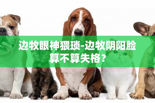 邊牧眼神猥瑣-邊牧陰陽臉算不算失格？