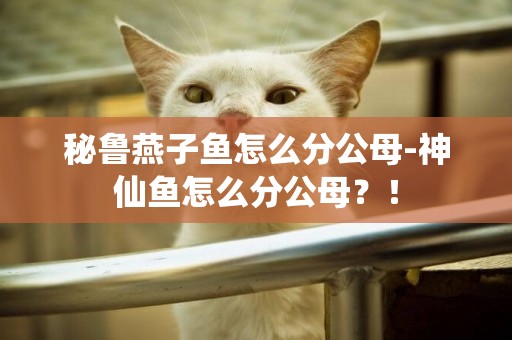 秘魯燕子魚怎么分公母-神仙魚怎么分公母？！