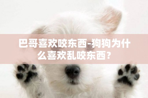 巴哥喜歡咬東西-狗狗為什么喜歡亂咬東西？
