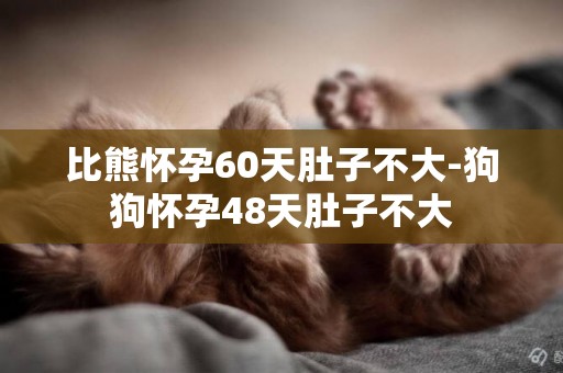 比熊懷孕60天肚子不大-狗狗懷孕48天肚子不大