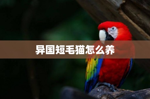 異國短毛貓怎么養