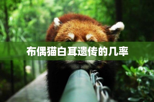 布偶貓白耳遺傳的幾率