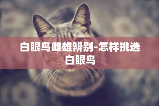 白眼鳥雌雄辨別-怎樣挑選白眼鳥