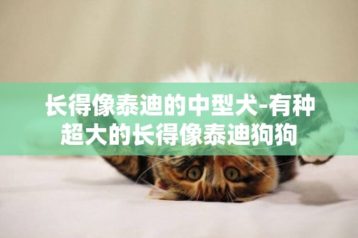長得像泰迪的中型犬-有種超大的長得像泰迪狗狗