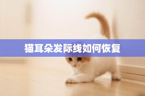 貓耳朵發際線如何恢復