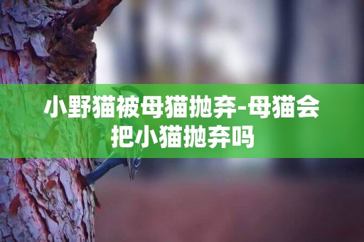 小野貓被母貓拋棄-母貓會把小貓拋棄嗎