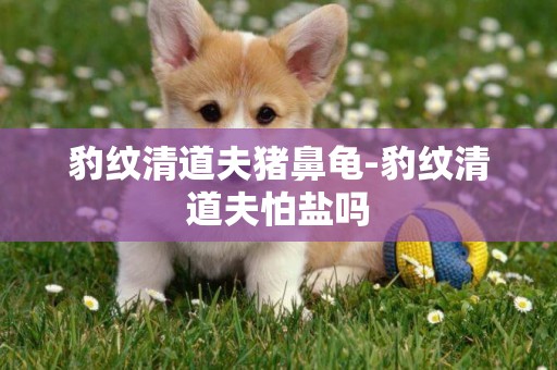 豹紋清道夫豬鼻龜-豹紋清道夫怕鹽嗎