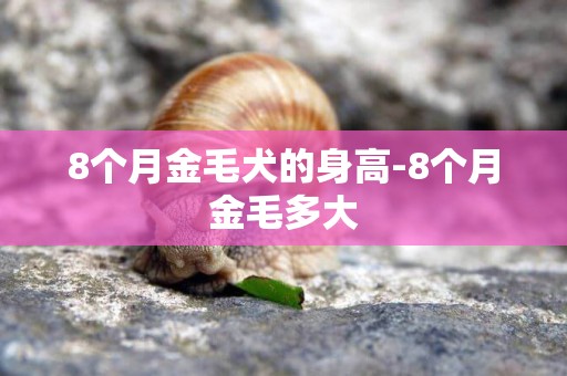 8個月金毛犬的身高-8個月金毛多大