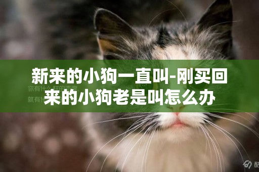 新來的小狗一直叫-剛買回來的小狗老是叫怎么辦