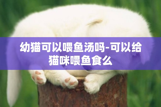 幼貓可以喂魚湯嗎-可以給貓咪喂魚食么