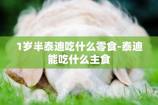 1歲半泰迪吃什么零食-泰迪能吃什么主食