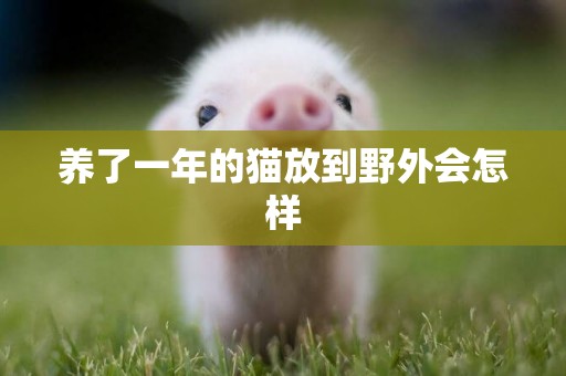 養了一年的貓放到野外會怎樣