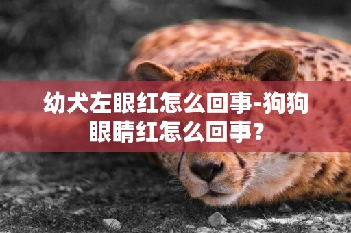 幼犬左眼紅怎么回事-狗狗眼睛紅怎么回事？