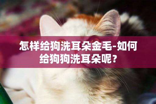 怎樣給狗洗耳朵金毛-如何給狗狗洗耳朵呢？