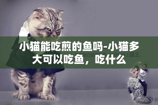 小貓能吃煎的魚嗎-小貓多大可以吃魚，吃什么