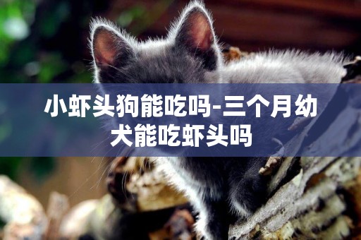 小蝦頭狗能吃嗎-三個月幼犬能吃蝦頭嗎