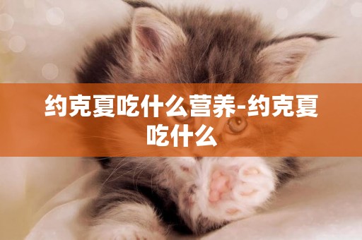 約克夏吃什么營養-約克夏吃什么