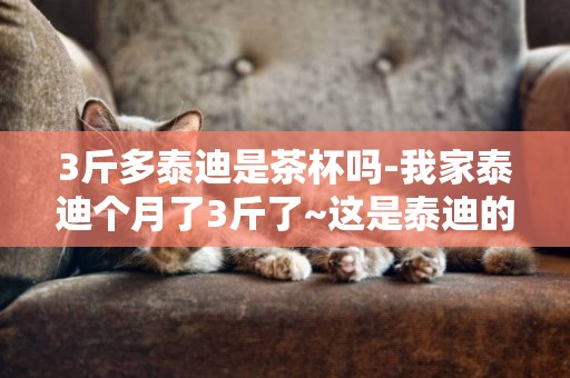 3斤多泰迪是茶杯嗎-我家泰迪個月了3斤了~這是泰迪的正常體重嗎？