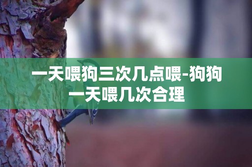 一天喂狗三次幾點喂-狗狗一天喂幾次合理