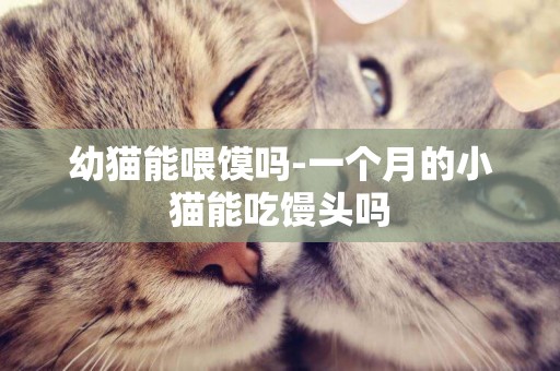 幼貓能喂饃嗎-一個月的小貓能吃饅頭嗎