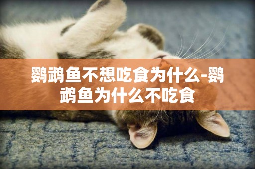 鸚鵡魚不想吃食為什么-鸚鵡魚為什么不吃食