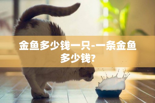 金魚多少錢一只-一條金魚多少錢?