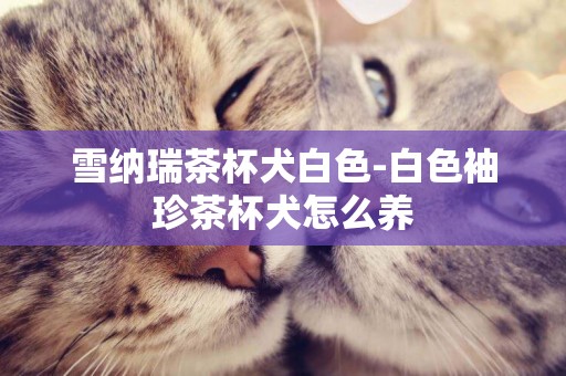 雪納瑞茶杯犬白色-白色袖珍茶杯犬怎么養