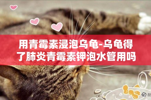 用青霉素浸泡烏龜-烏龜得了肺炎青霉素鉀泡水管用嗎