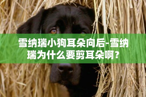 雪納瑞小狗耳朵向后-雪納瑞為什么要剪耳朵啊？