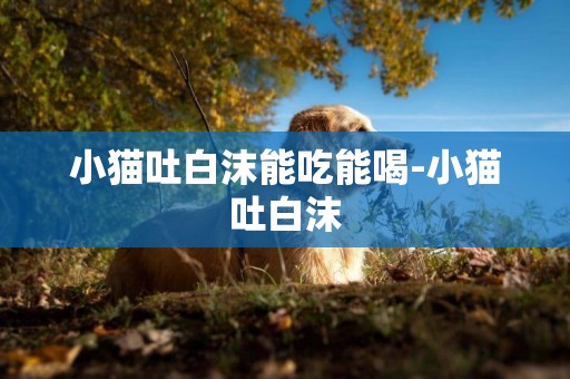 小貓吐白沫能吃能喝-小貓吐白沫