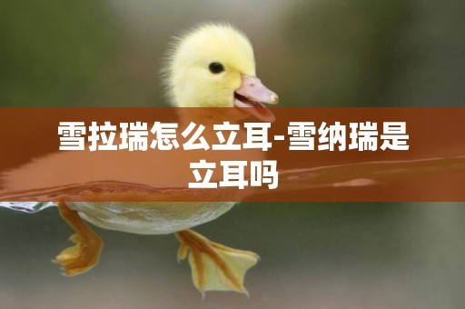 雪拉瑞怎么立耳-雪納瑞是立耳嗎
