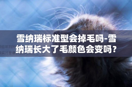 雪納瑞標準型會掉毛嗎-雪納瑞長大了毛顏色會變嗎？
