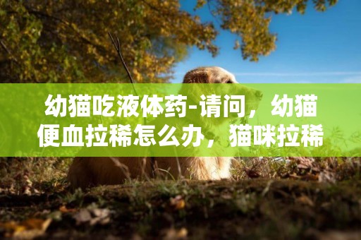幼貓吃液體藥-請問，幼貓便血拉稀怎么辦，貓咪拉稀帶血吃什么藥