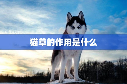 貓草的作用是什么